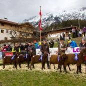 Schafausstellung Tiroler Bergschaf  (26)